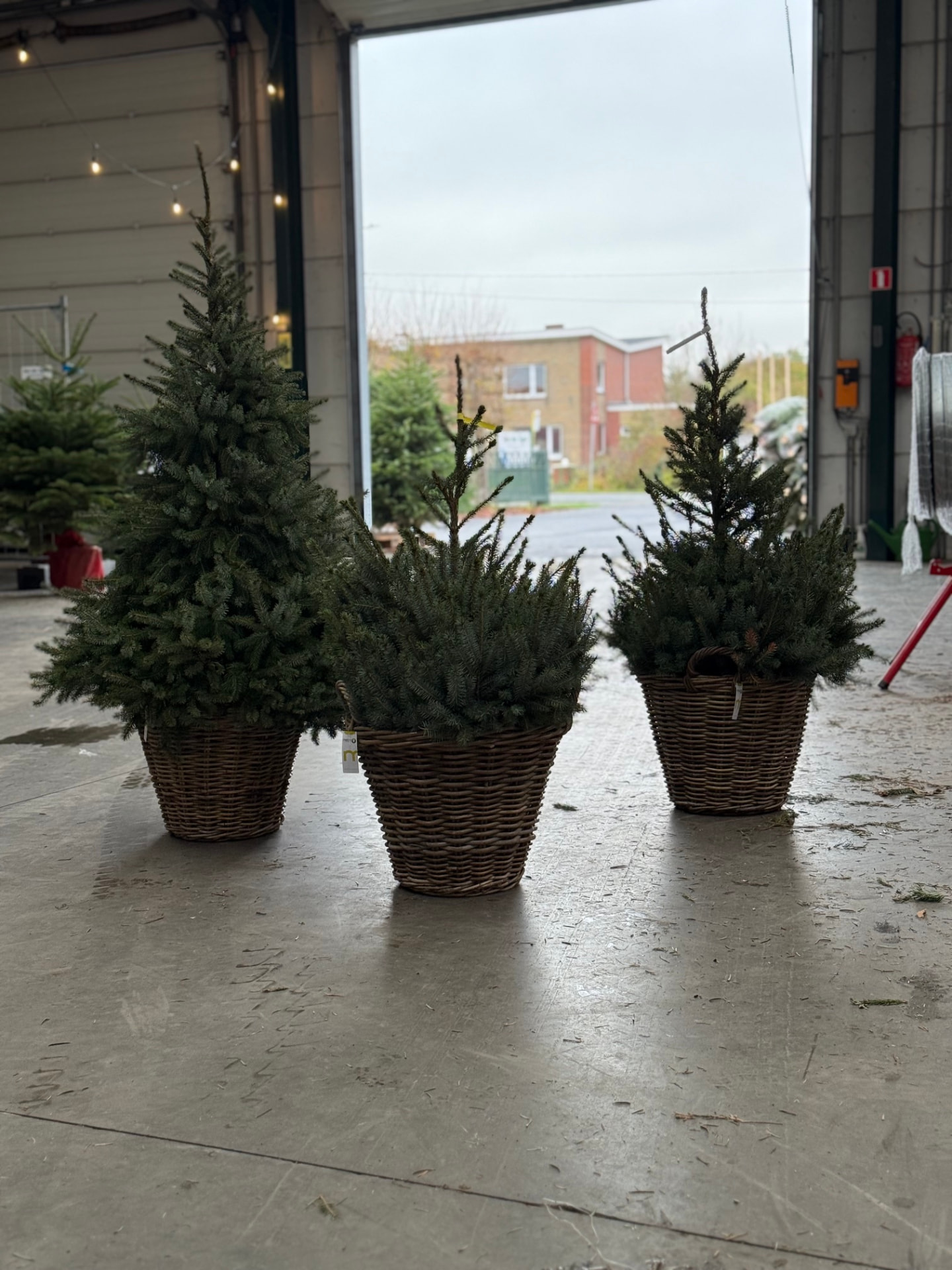 Kerstbomen Drive-in Lochristi sfeerbeeld 9