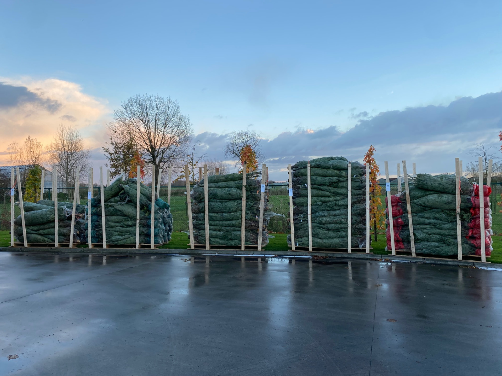 Kerstbomen Drive-in Lochristi sfeerbeeld 8