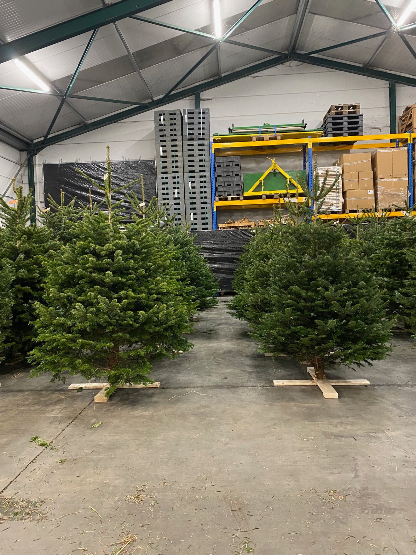 Kerstbomen Drive-in Lochristi sfeerbeeld 7