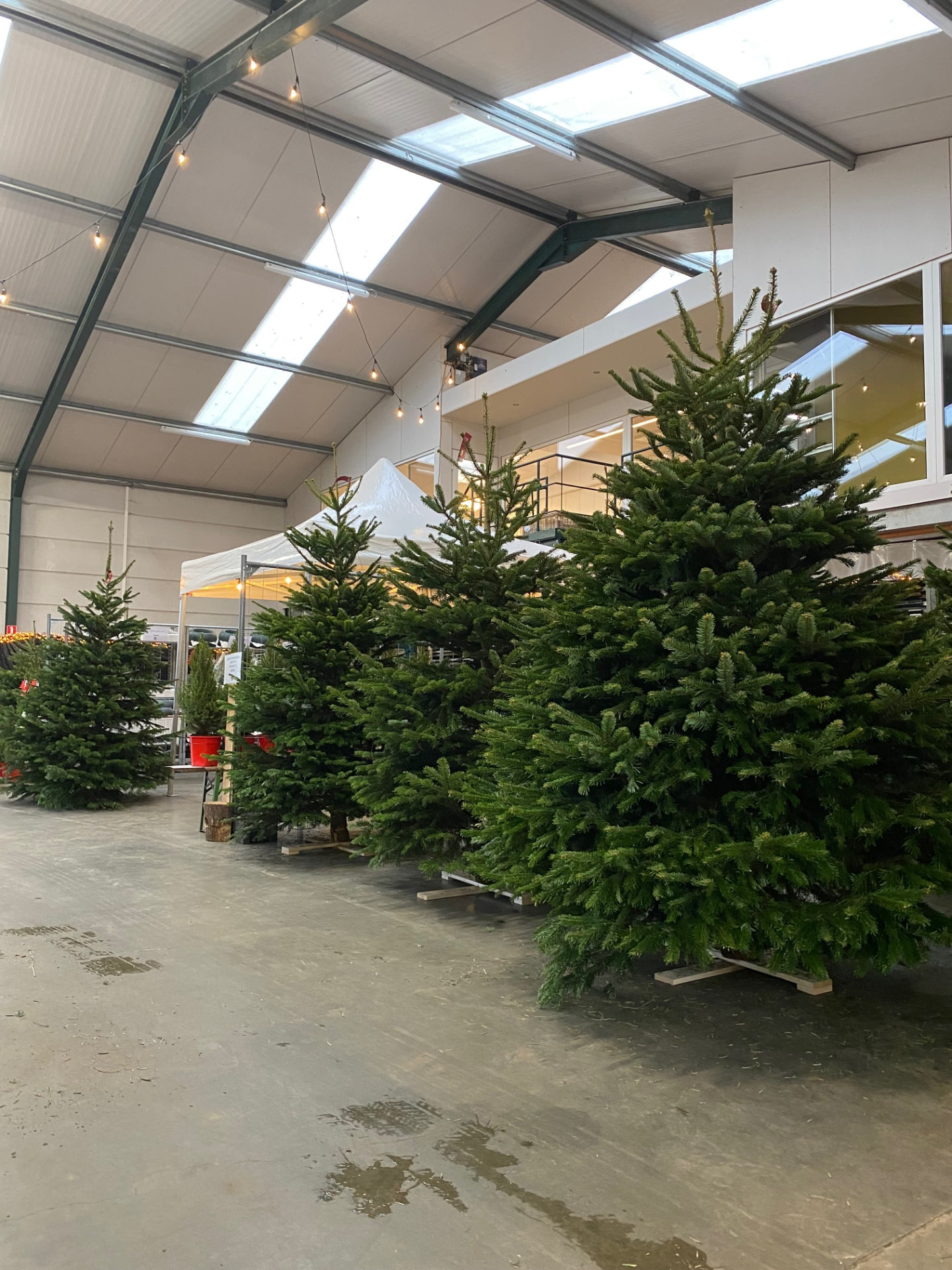 Kerstbomen Drive-in Lochristi sfeerbeeld 5