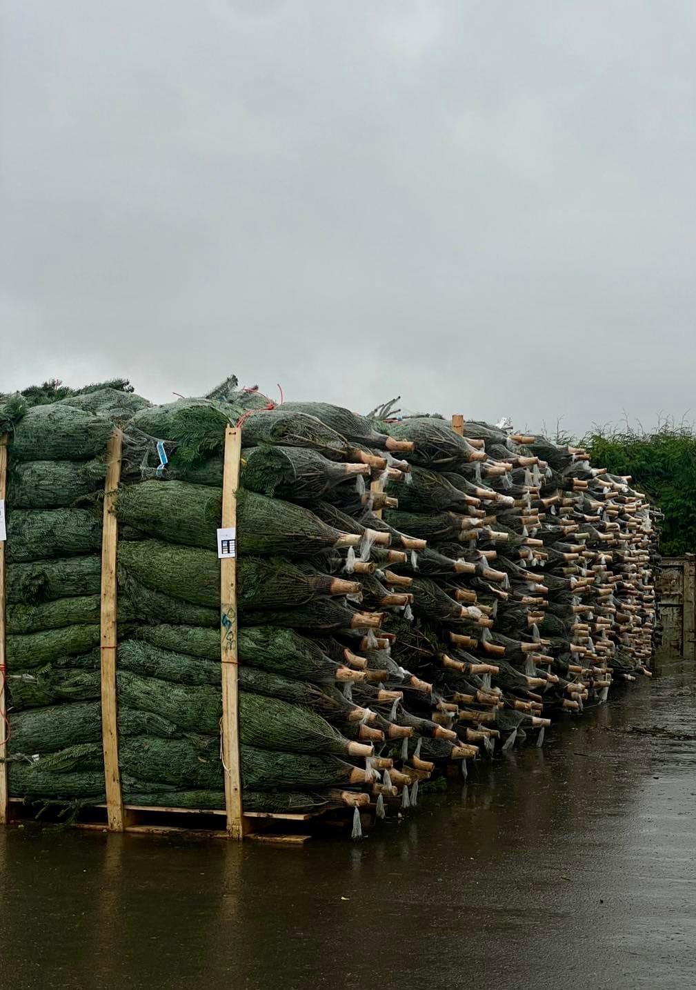 Kerstbomen Drive-in Lochristi sfeerbeeld 1